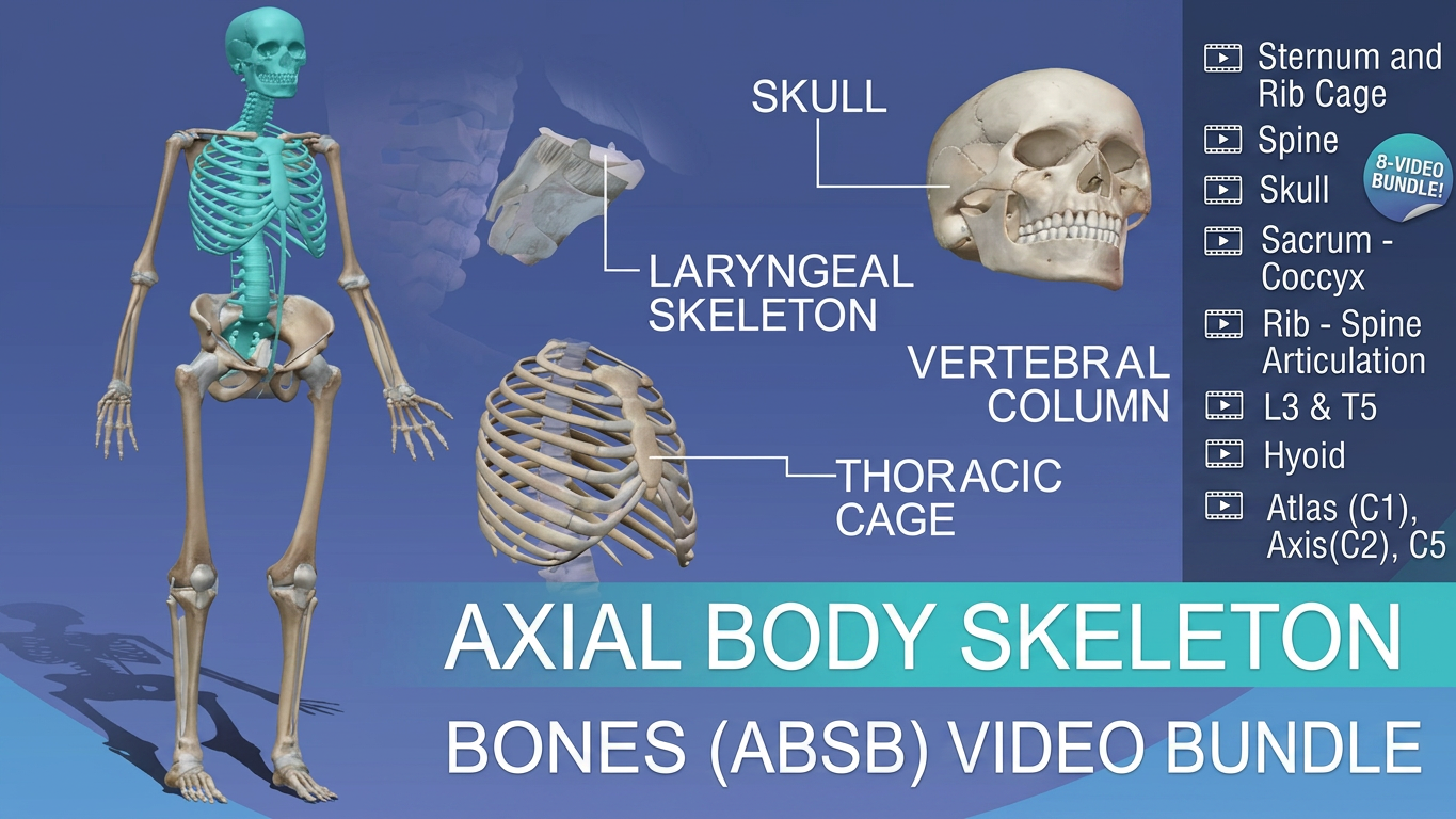 Axial Body Skeleton Bones ( ABSB )