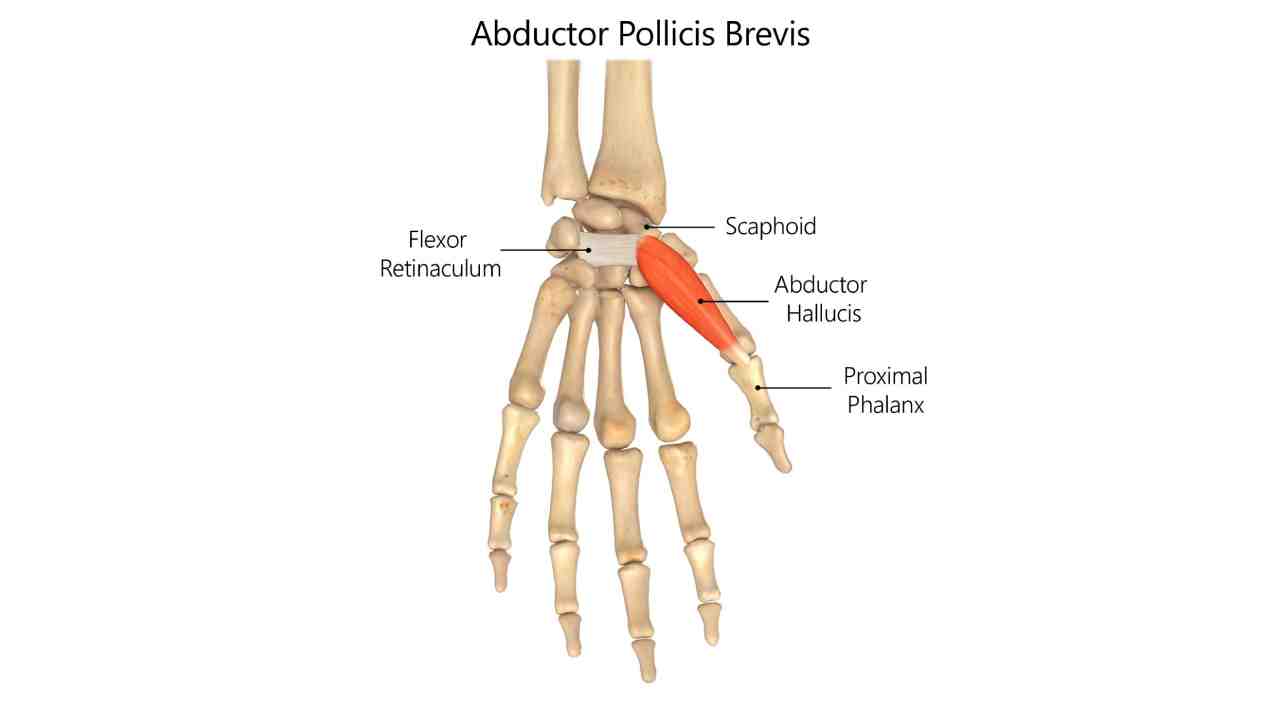 Abductor Pollicis Brevis