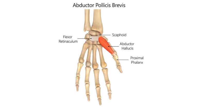 Abductor Pollicis Brevis