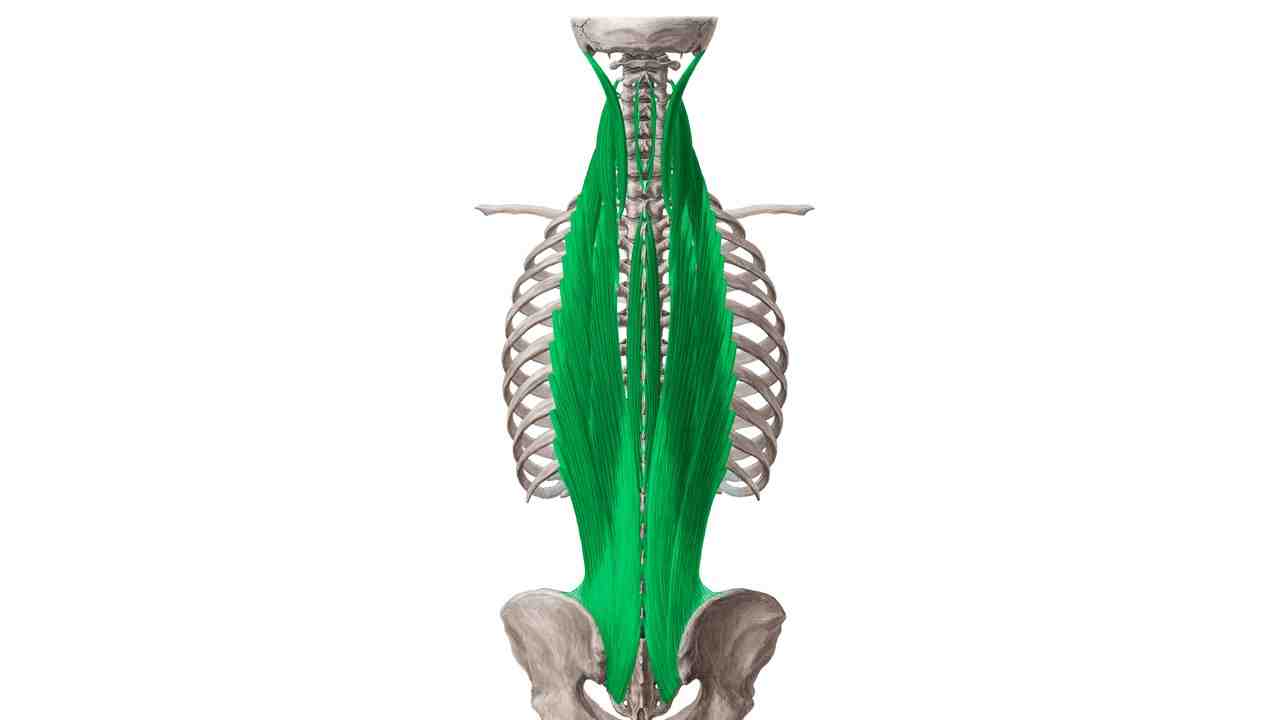 Erector Spinae Group