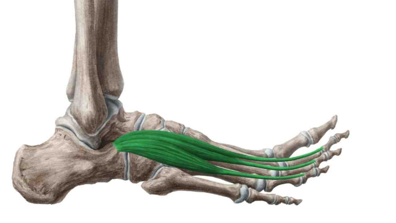 Extensor Digitorum Brevis