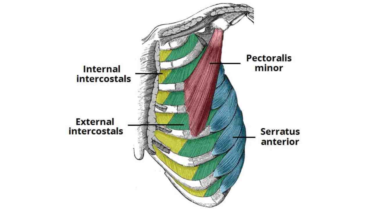 External Intercostals