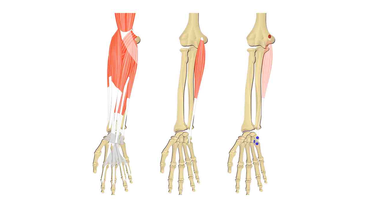 Flexor Carpi Ulnaris