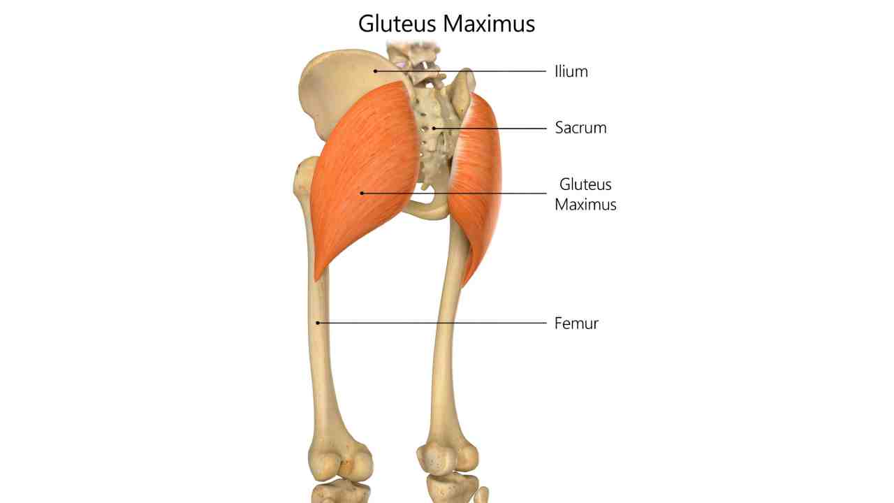 Gluteus Maximus