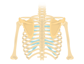 Scapula