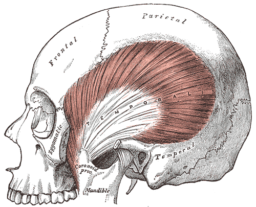 Temporalis
