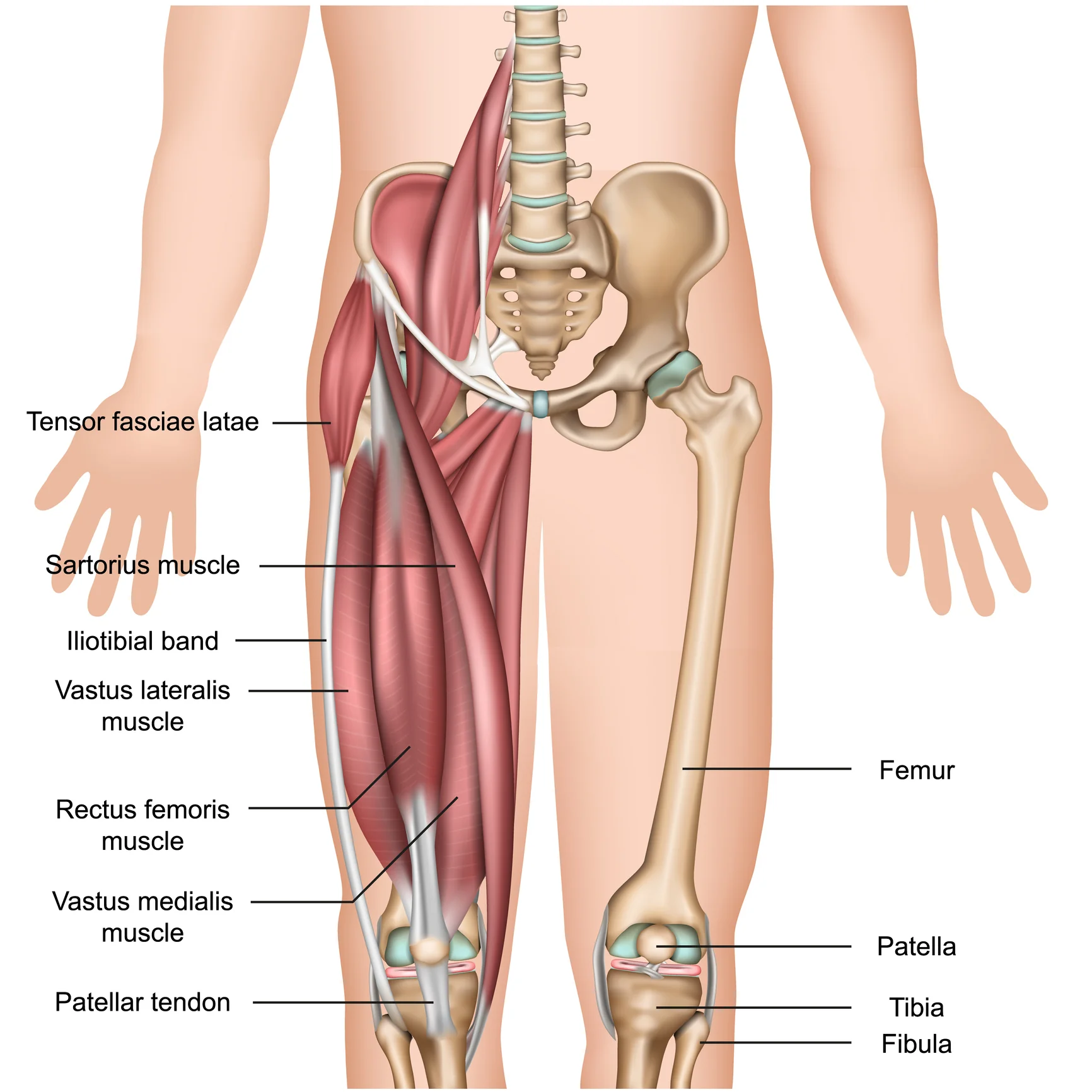 Tensor Fasciae Latae