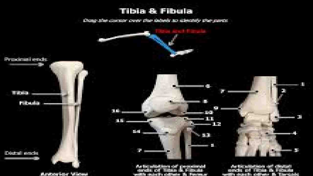 Tibia and Fibula