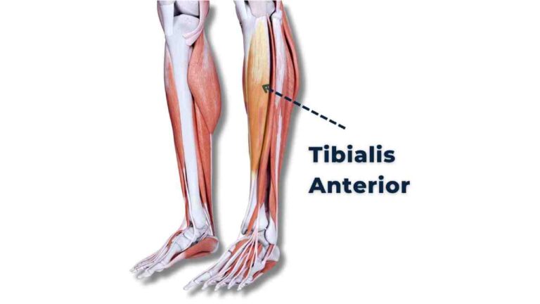 Tibialis Anterior