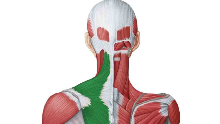 Trapezius