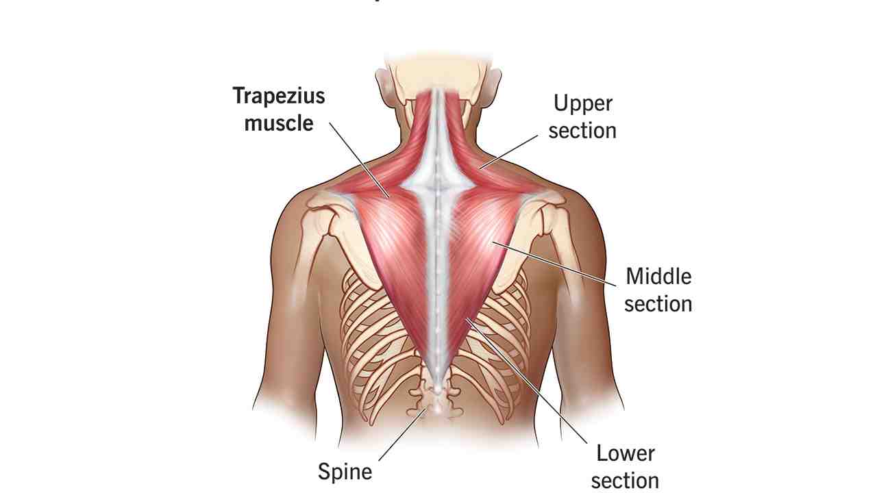 1.Trapezius