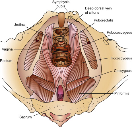 Coccygeus