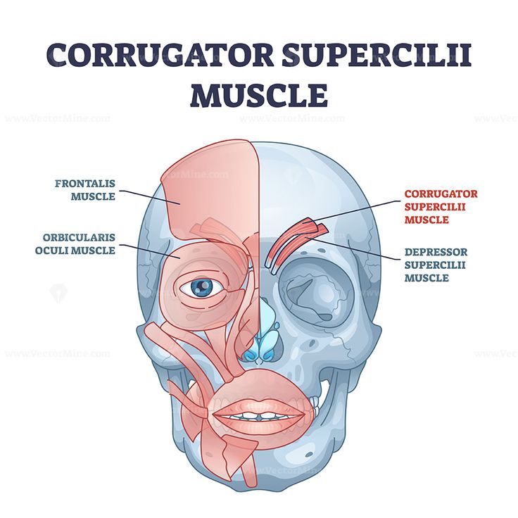 Corrugator Supercilii