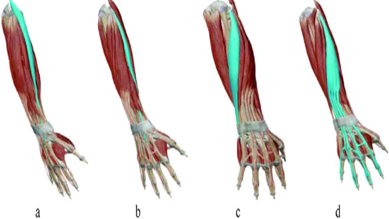 Extensor Carpi Radialis Longus