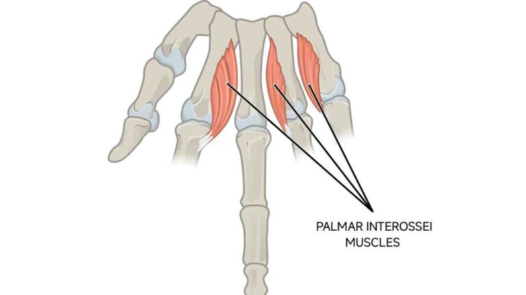 Palmar Interossei