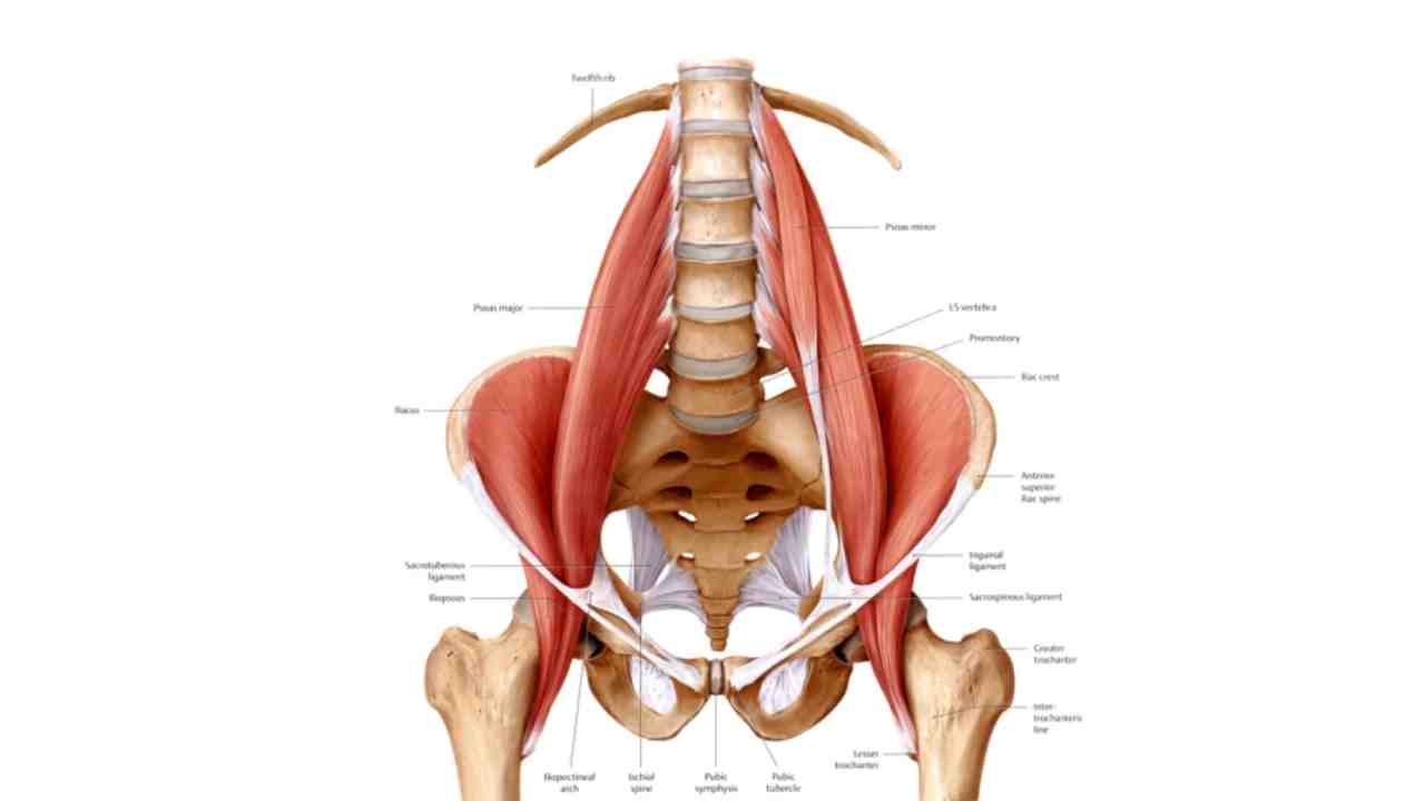 Psoas Major