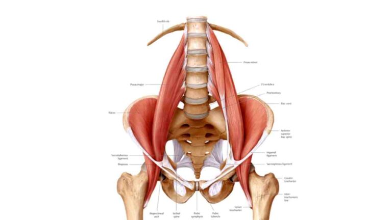 Psoas Major