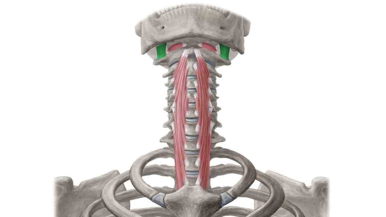 Rectus Capitis Lateralis