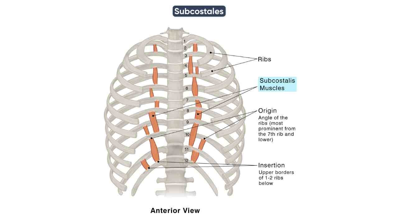 Subcostales