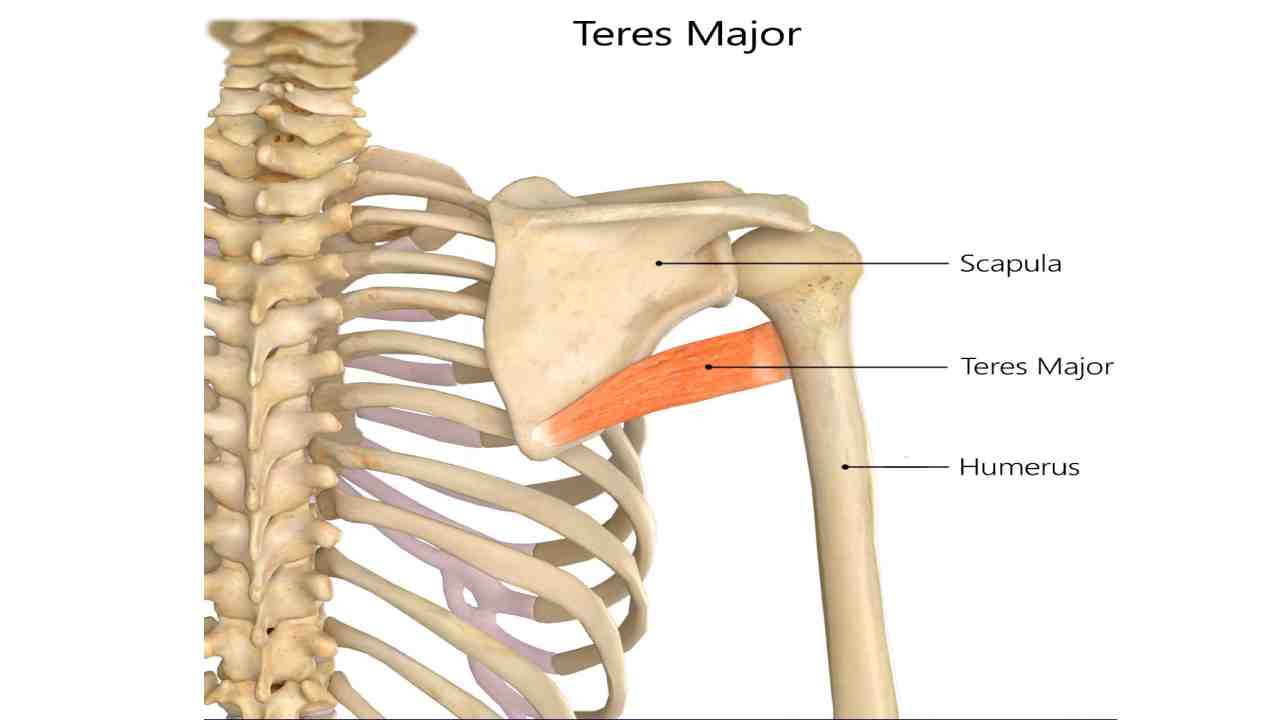 Teraes Major