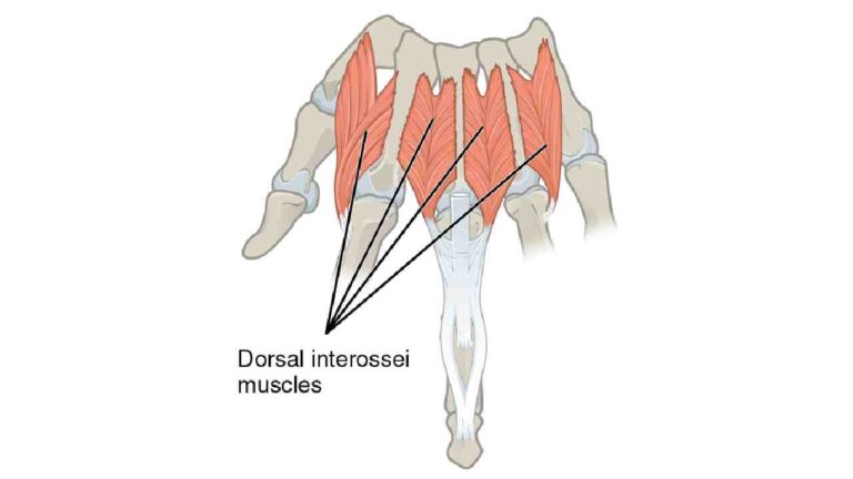 Dorsal Interossei Manus