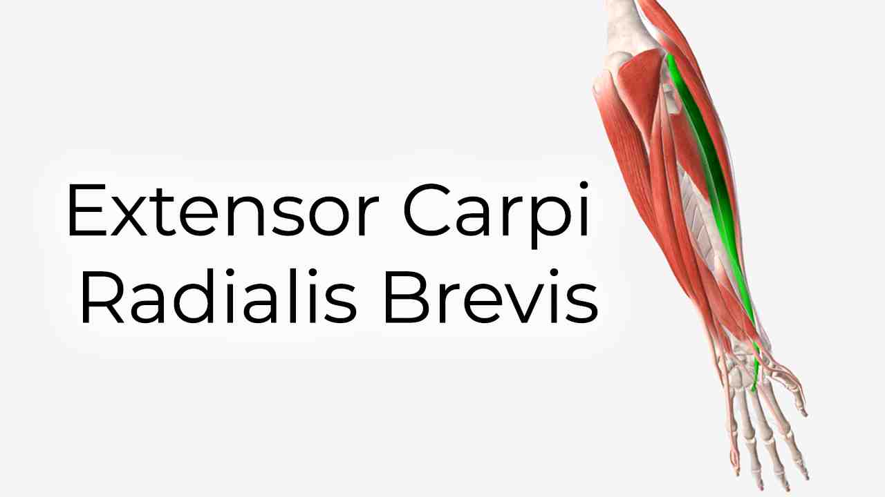 Extensor Carpi Radialis Brevis