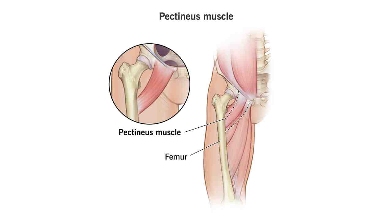 Pectineus