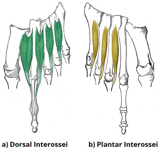 Plantar Interossei