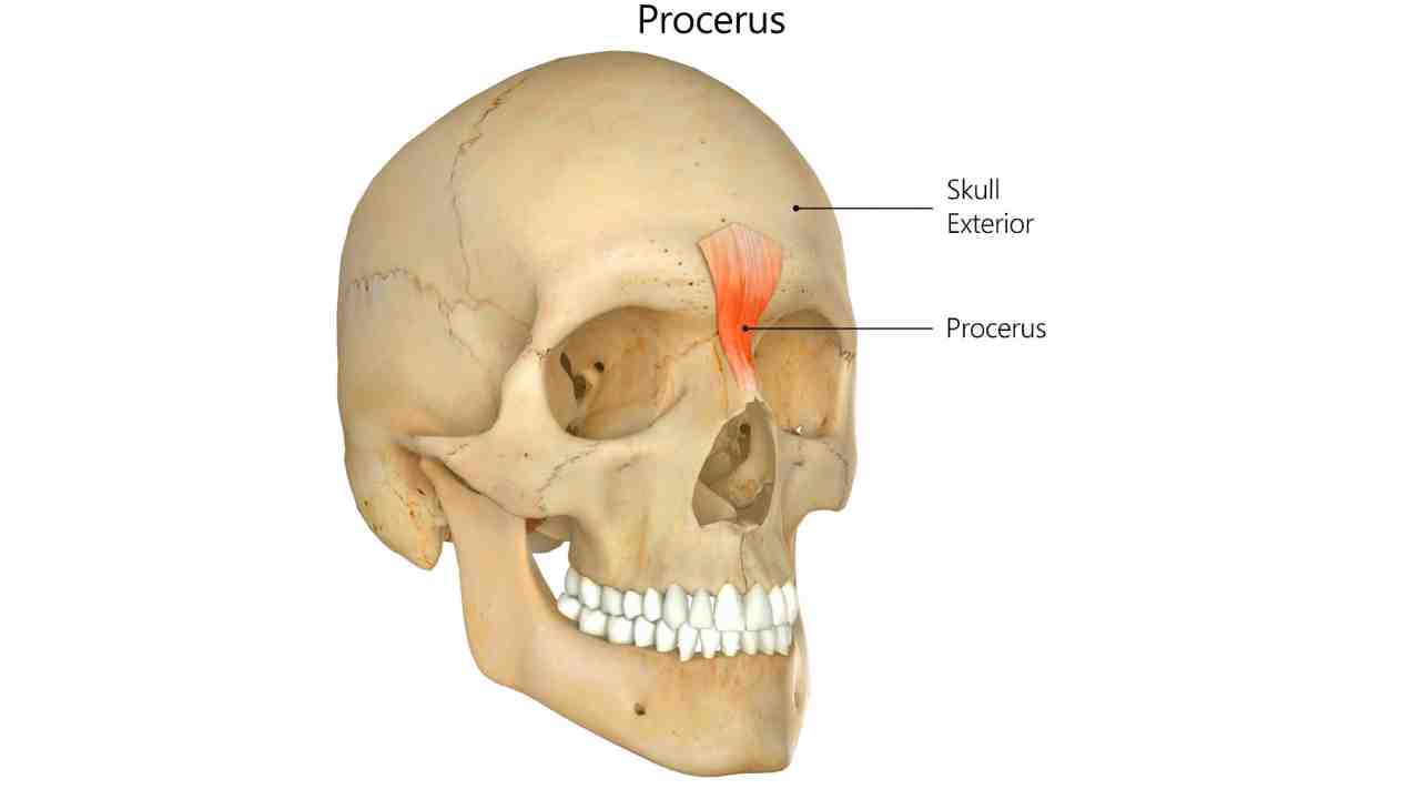 Procerus