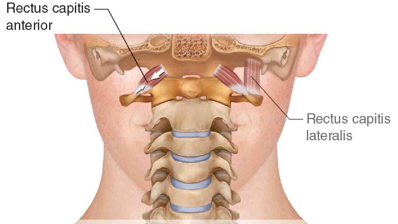 Rectus Capitis Anterior