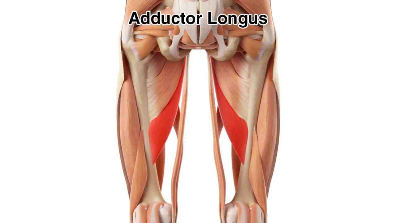 Adductor Longus