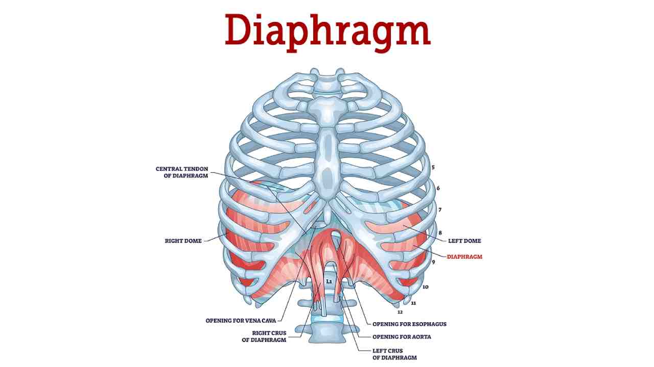 Diaphragm