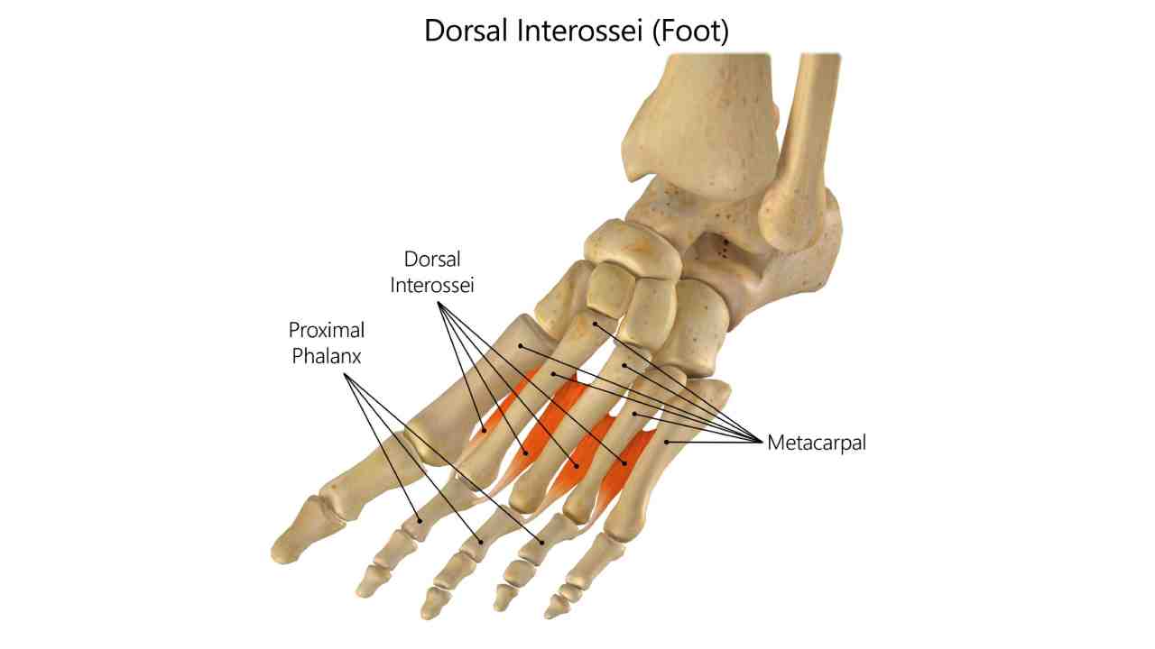 Dorsal Interossei Pedis