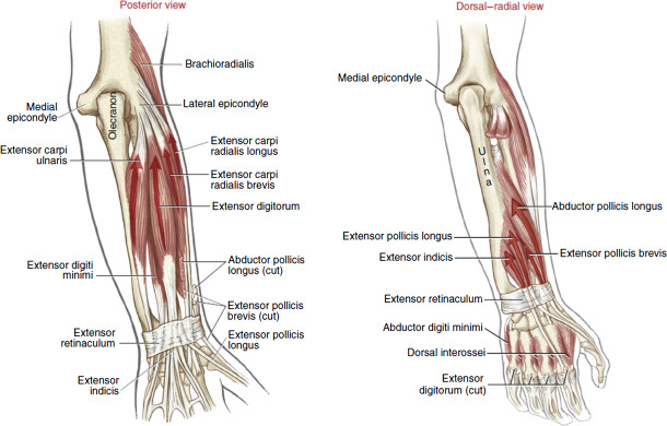 Extensor Diagitorum