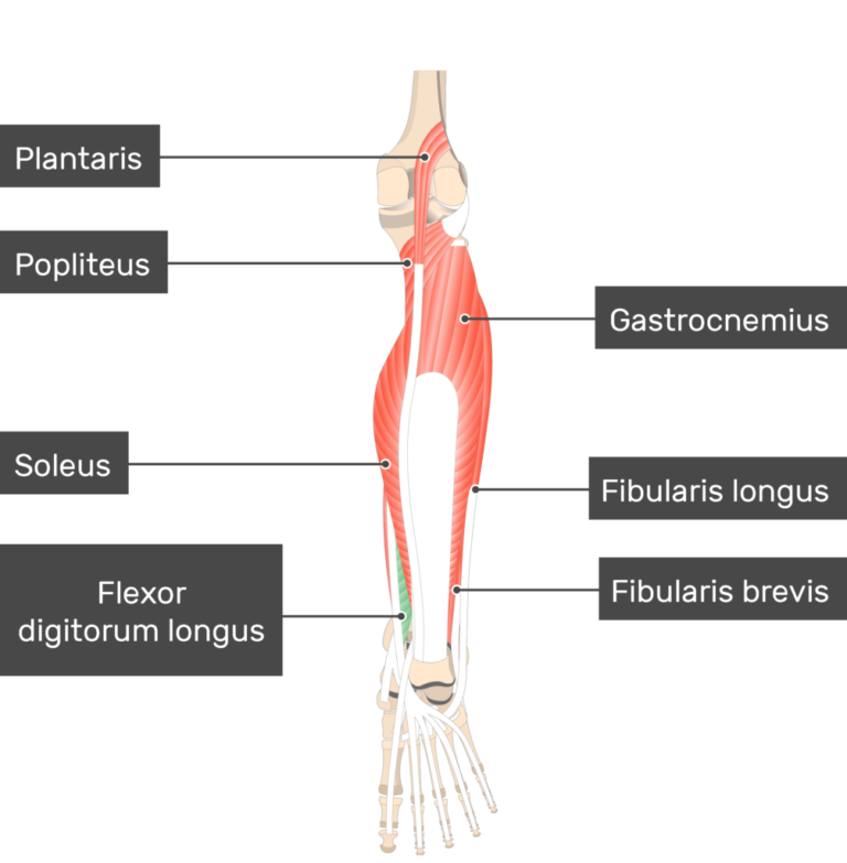 Flexor Digitorum Longus