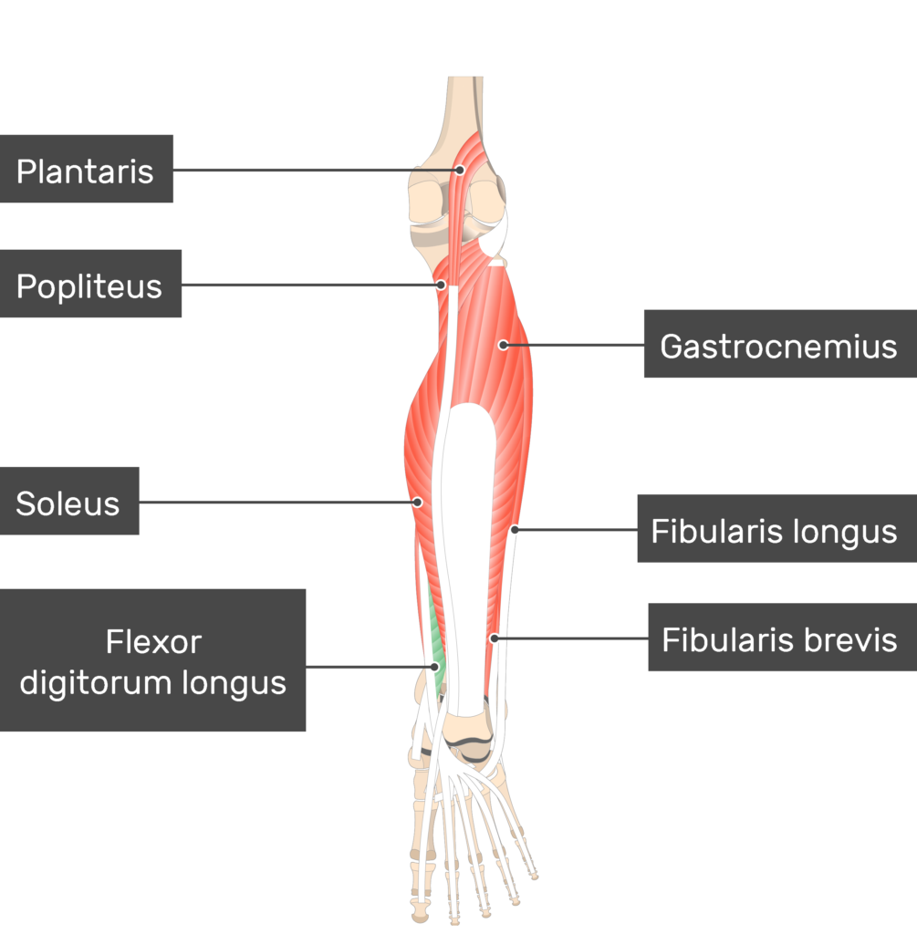Flexor Digitorum Longus