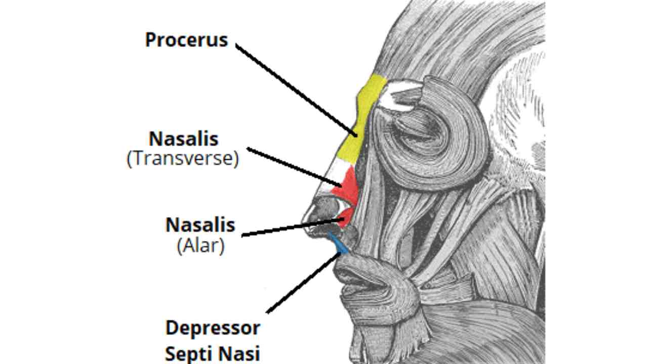 Nasalis