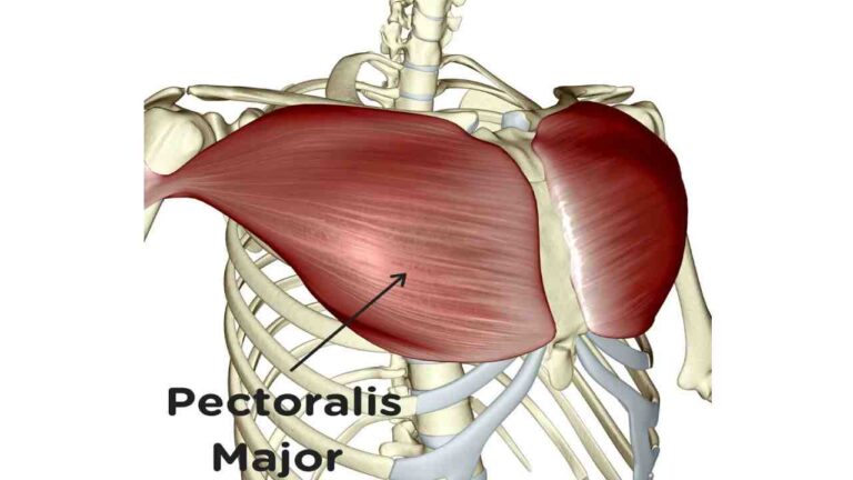 Pectoralis Major