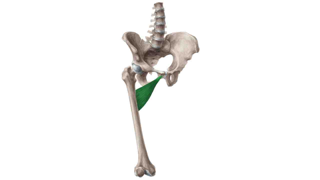Adductor Brevis
