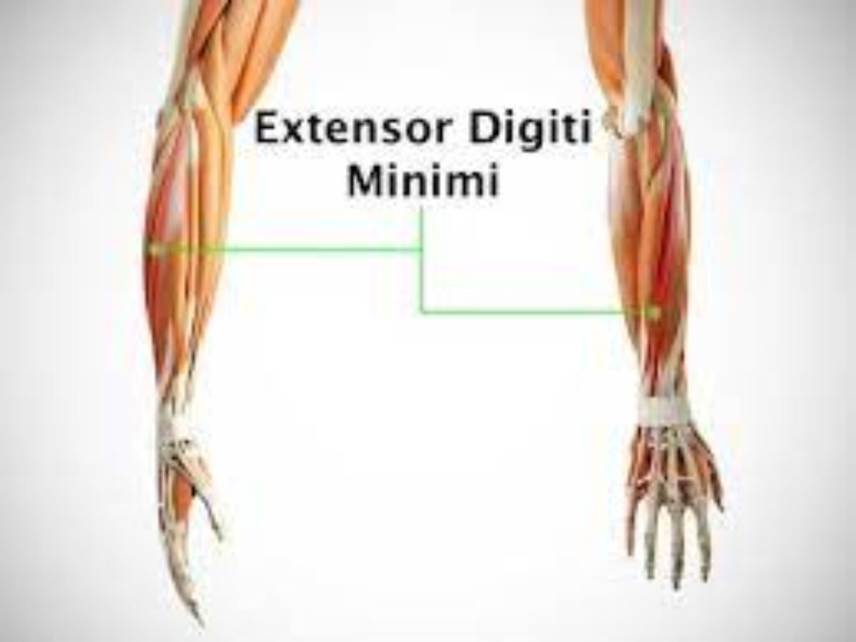 Extensor Digiti Minimi