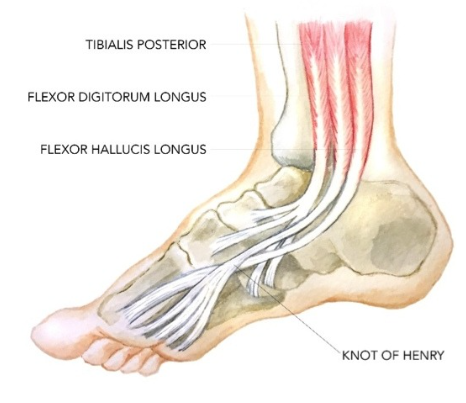 Flexor Hallucis Longus