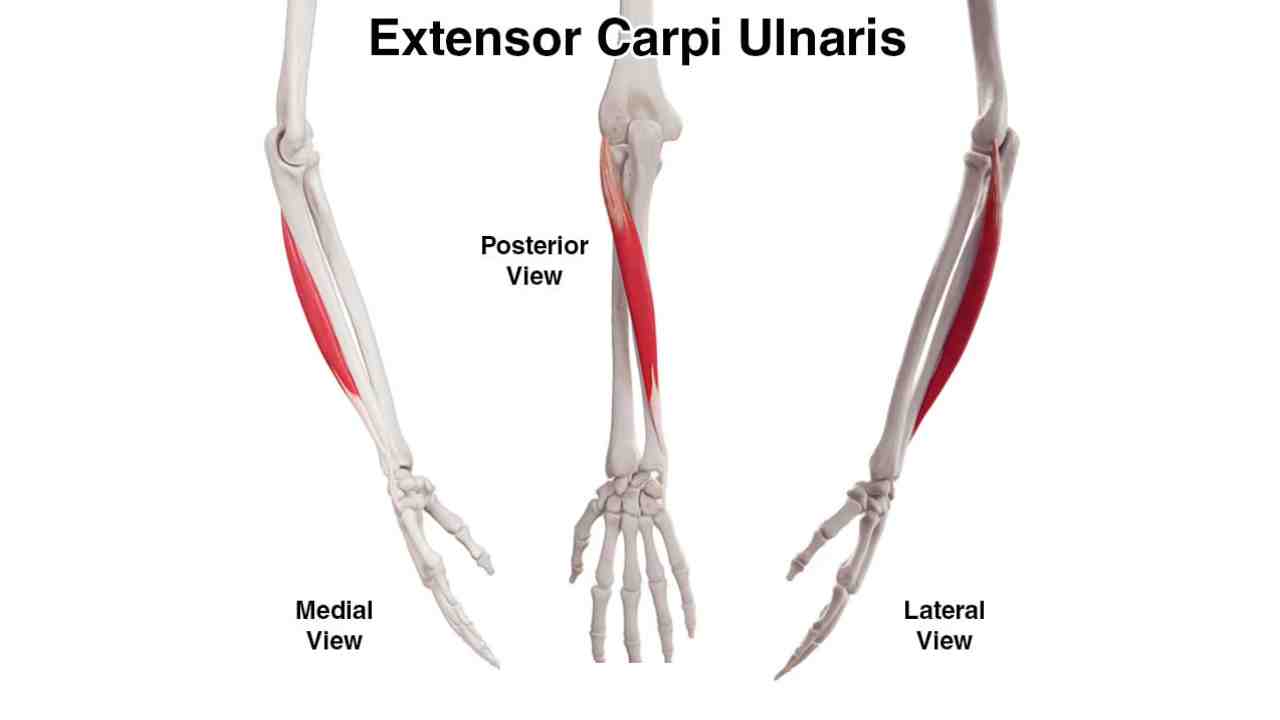 Extensor Carpi Ulnaris