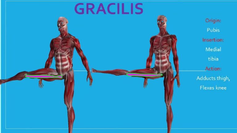 Gracilis