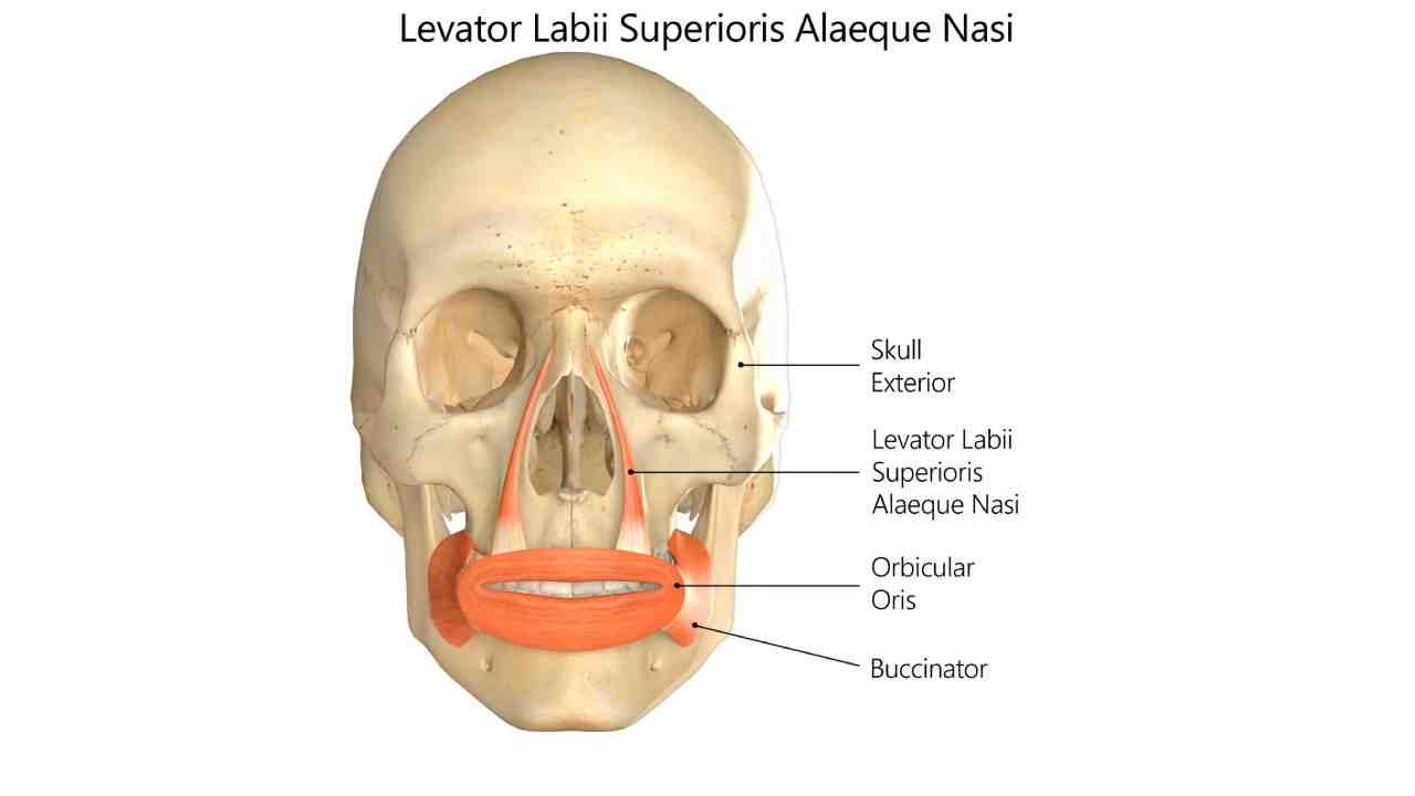Levator Labii Superioris Alaeque Nasi