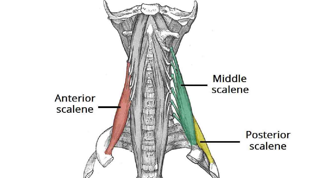 Middle Scalene