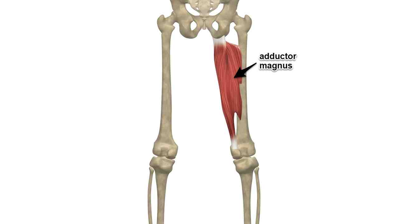 Adductor Magnus