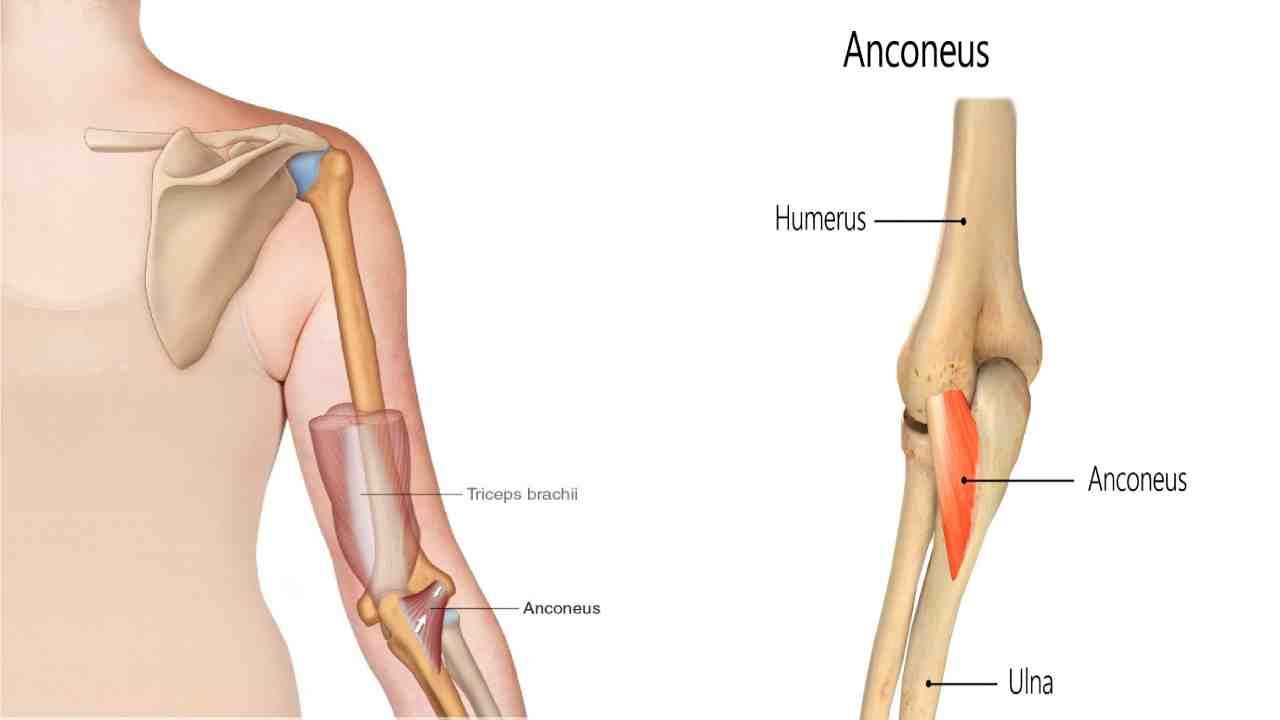 Anconeus