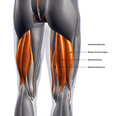 Biceps Femoris