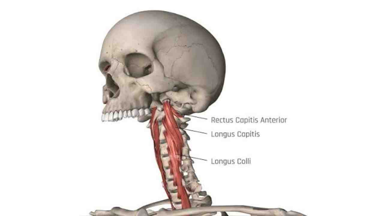 Longus Colli