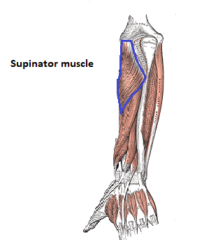 Supinator
